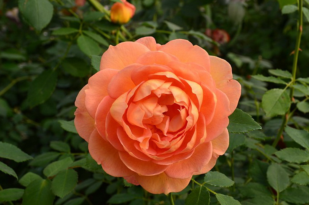Rosa (S) `Lady of Shalott`